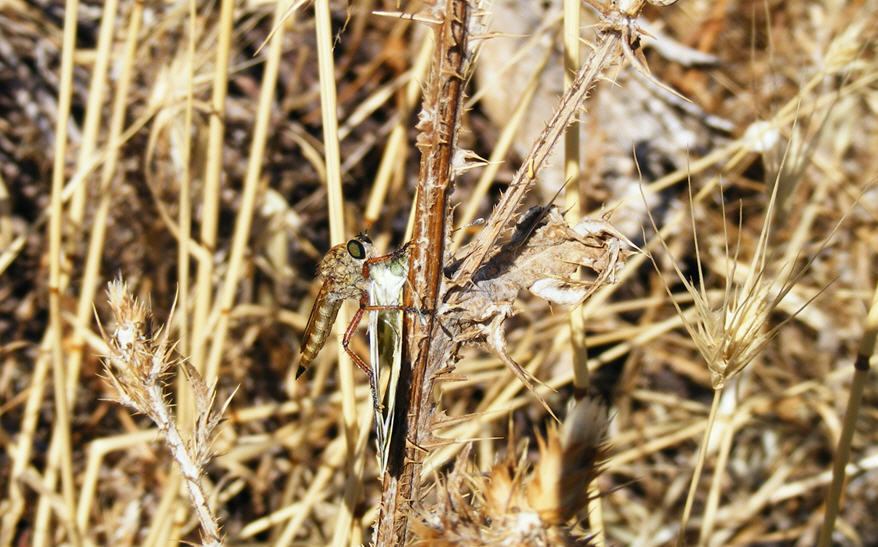 Determinazione - Dittero Asilidae